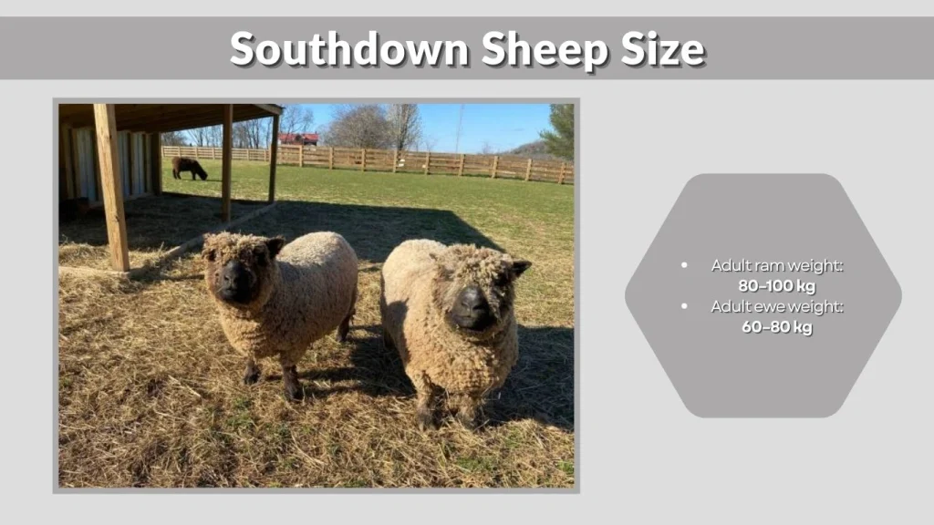 Southdown Sheep Size