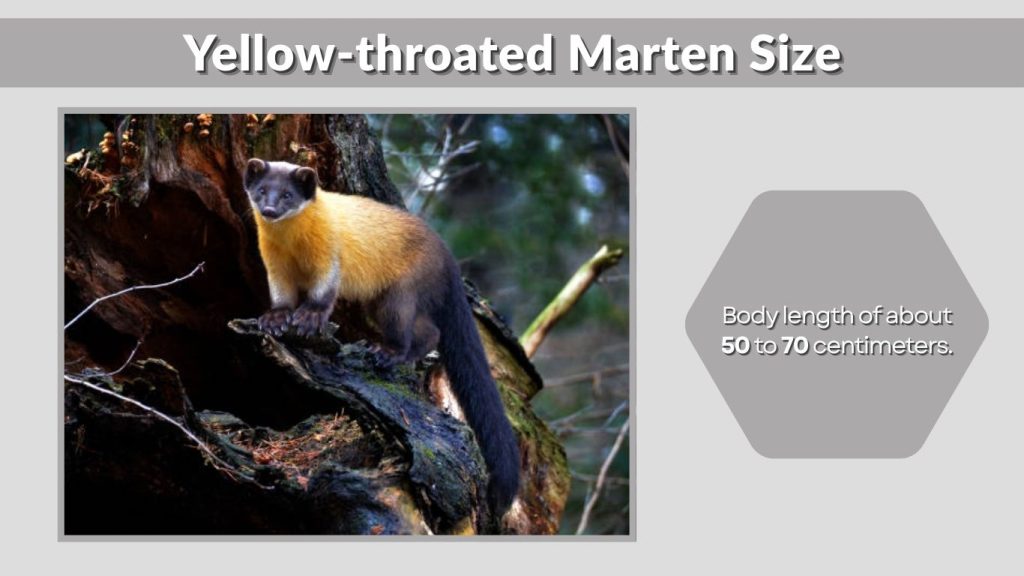 Yellow-throated Marten Size