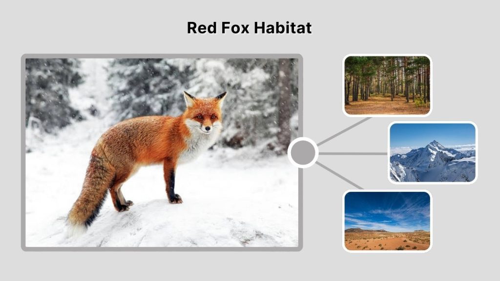 Red Fox Habitat