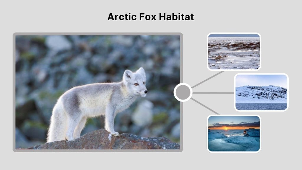Arctic Fox Habitat