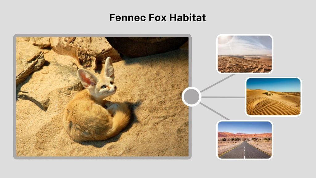 Fennec Fox Habitat