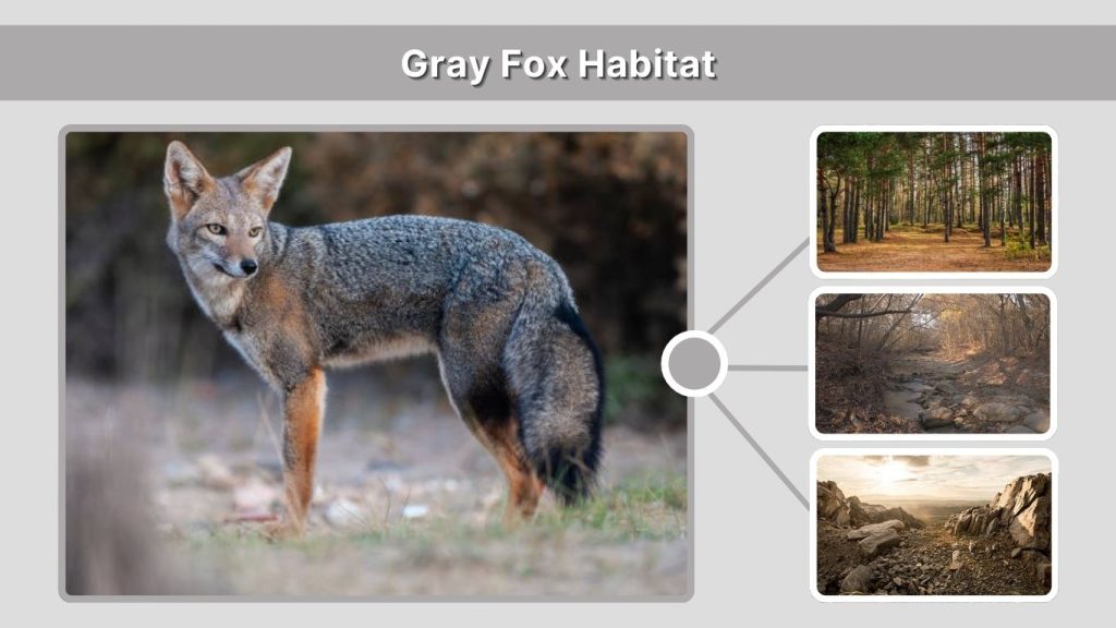 Gray Fox Habitat