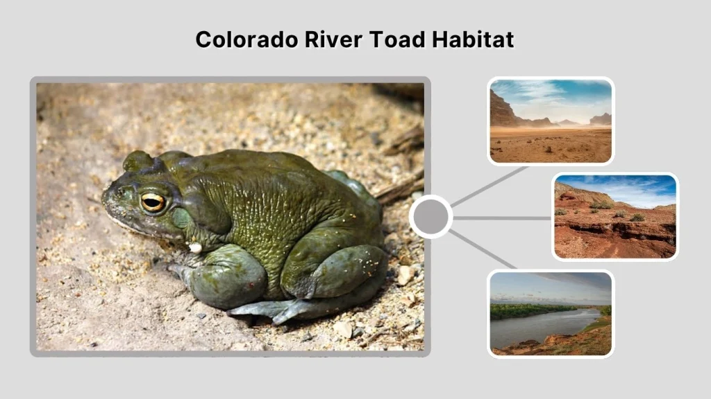 Colorado River Toad Habitat