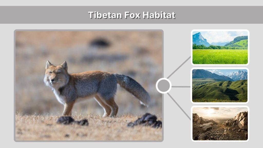 Tibetan Fox Habitat