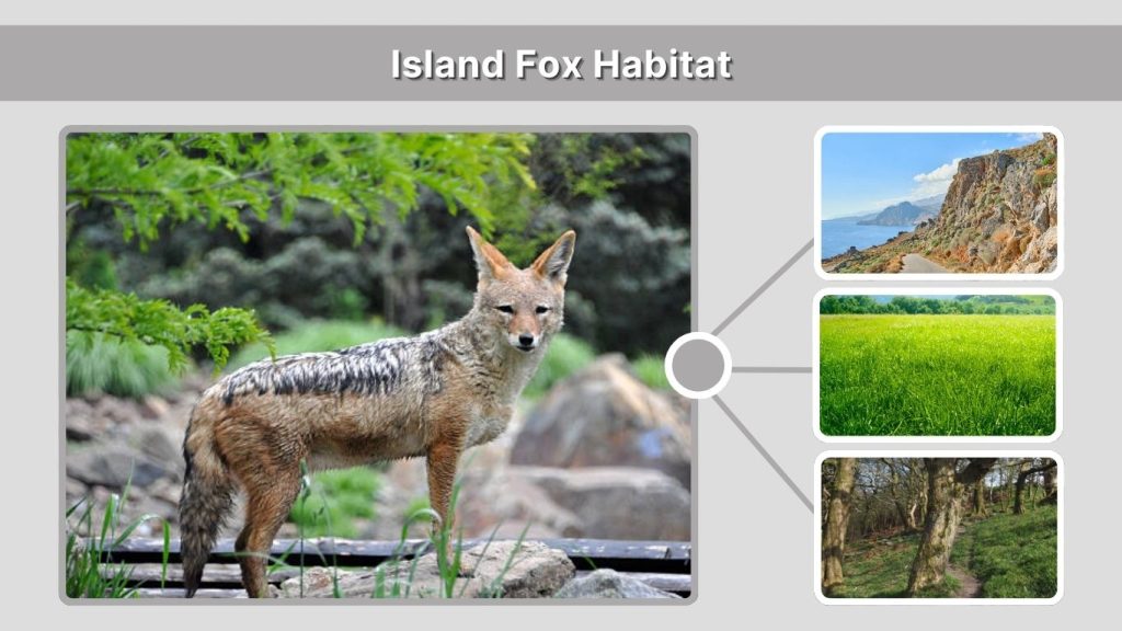 Island Fox Habitat