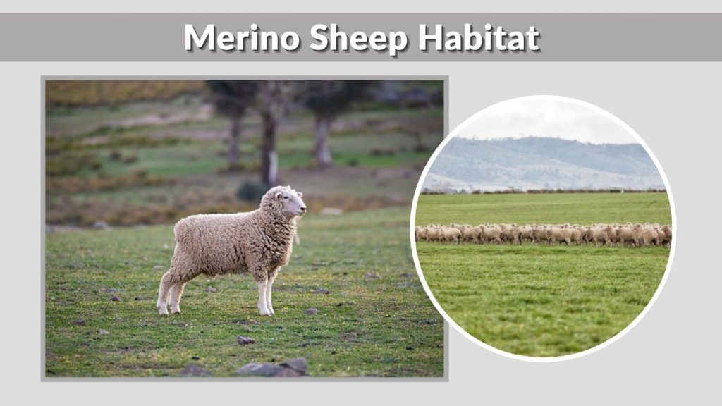 Merino Sheep Habitat