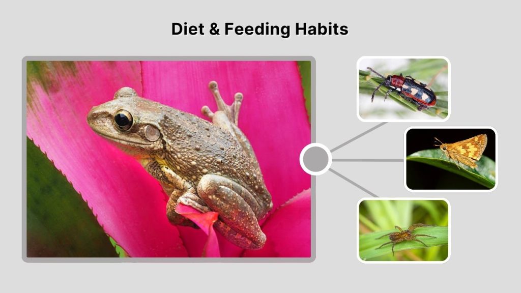 Diet & Feeding Habits