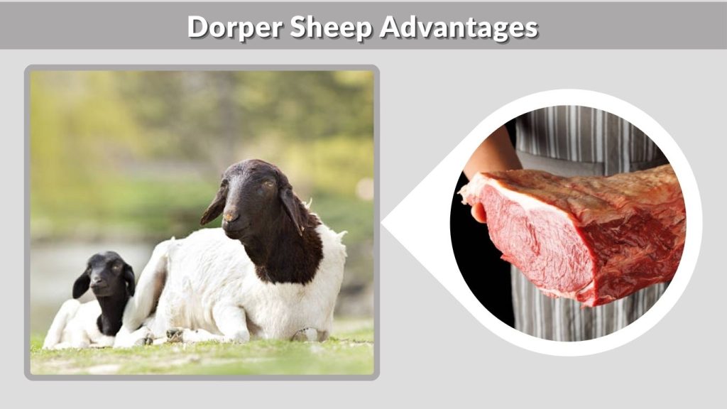 Dorper Sheep Advantages