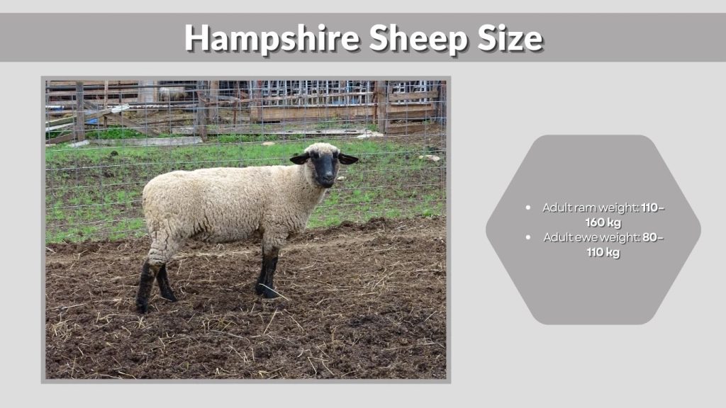 Hampshire Sheep Size