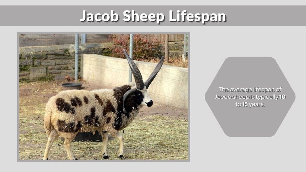 Jacob Sheep Lifespan