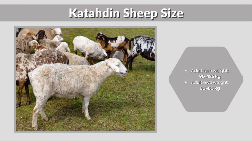 Katahdin Sheep Size