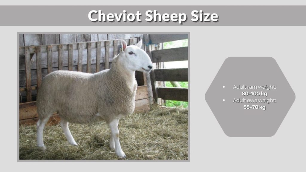 Cheviot Sheep Size