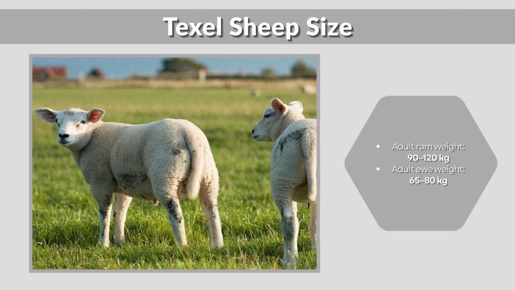 Texel Sheep Size