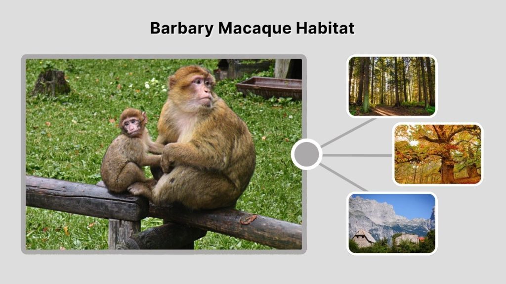 Barbary Macaque Habitat