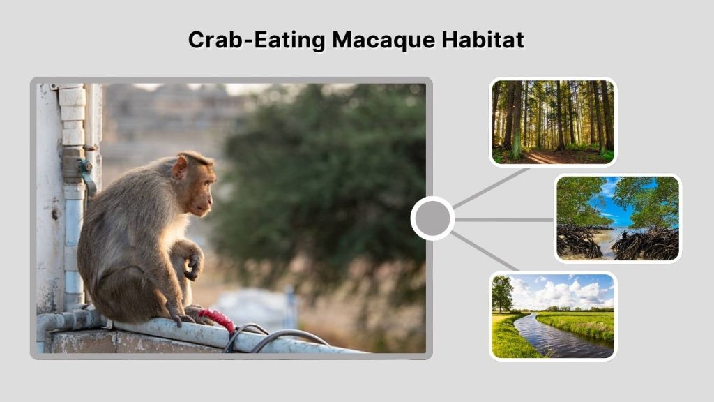 Crab-Eating Macaque Habitat