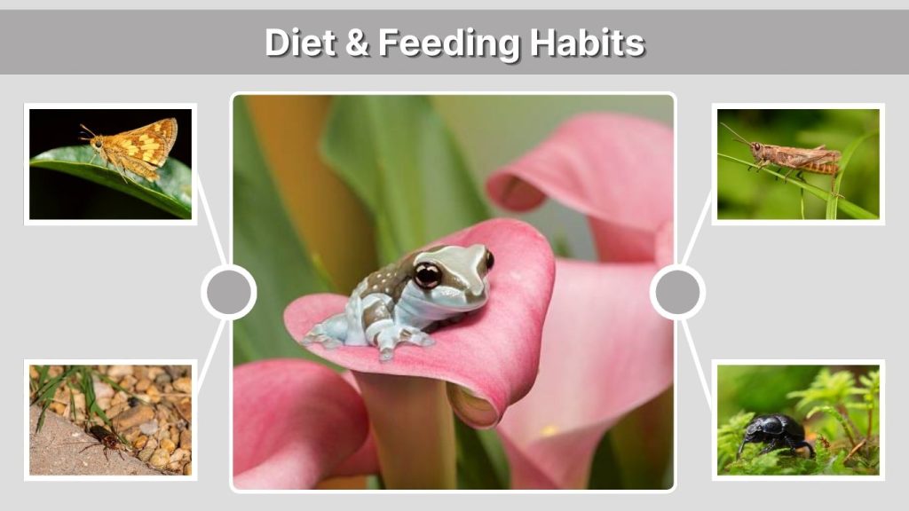 Diet & Feeding Habits