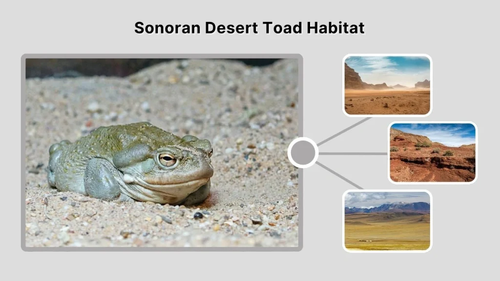 Sonoran Desert Toad Habitat