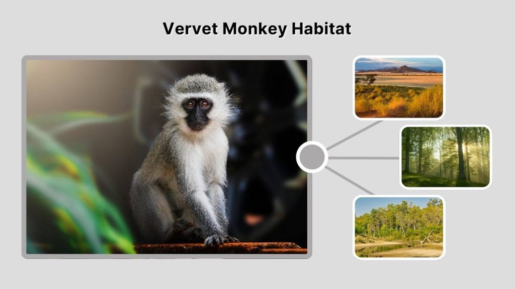 Vervet Monkey Habitat