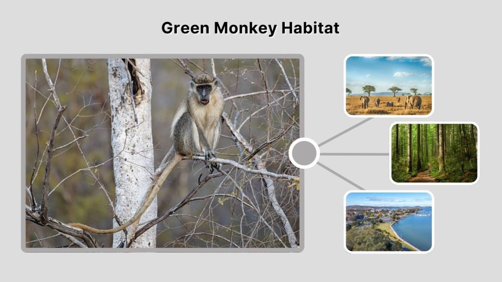 Green Monkey Habitat