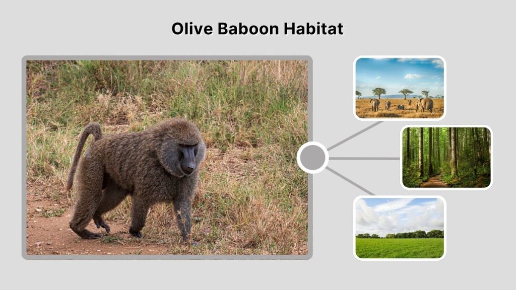Olive Baboon Habitat