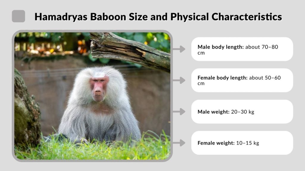 Hamadryas Baboon Size and Physical Characteristics