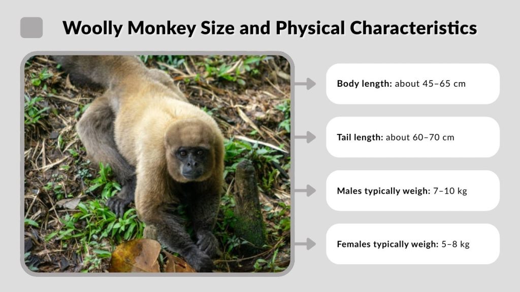 Woolly Monkey Size and Physical Characteristics