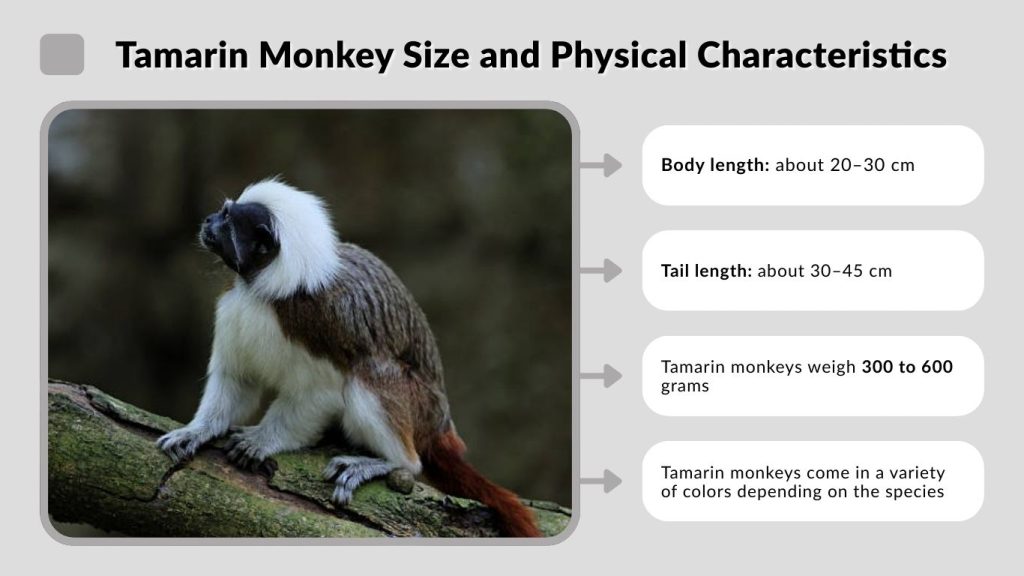 Tamarin Monkey Size and Physical Characteristics