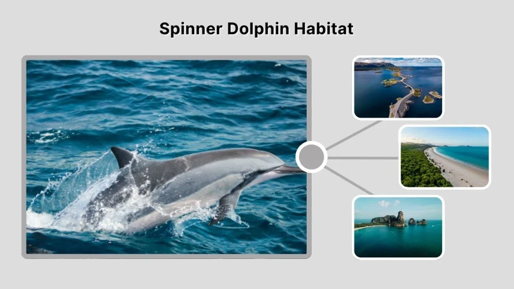 Spinner Dolphin Habitat