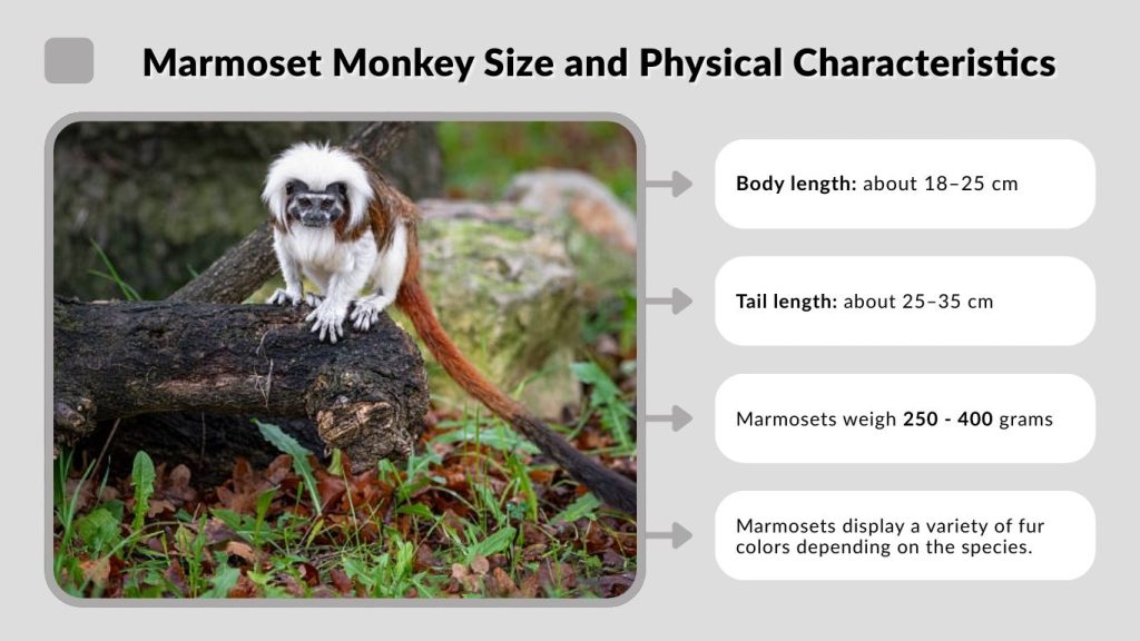 Marmoset Monkey Size and Physical Characteristics
