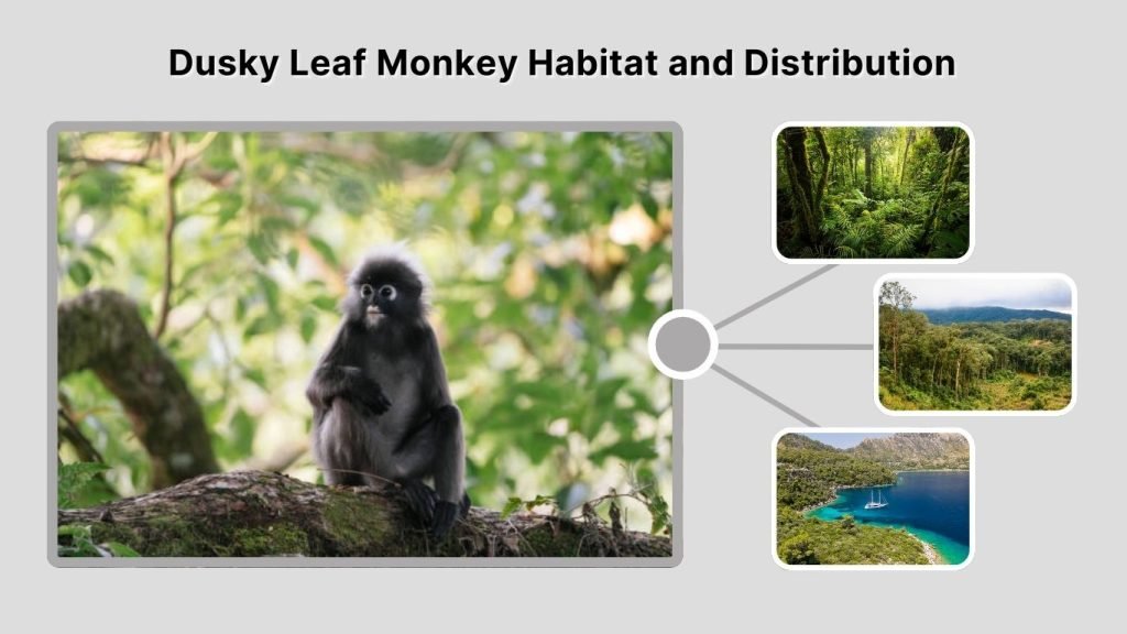 Dusky Leaf Monkey Habitat and Distribution