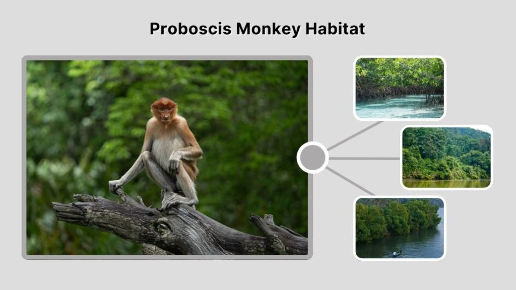 Proboscis Monkey Habitat