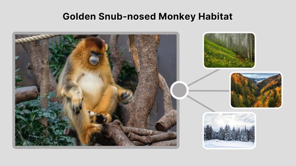 Golden Snub-nosed Monkey Habitat