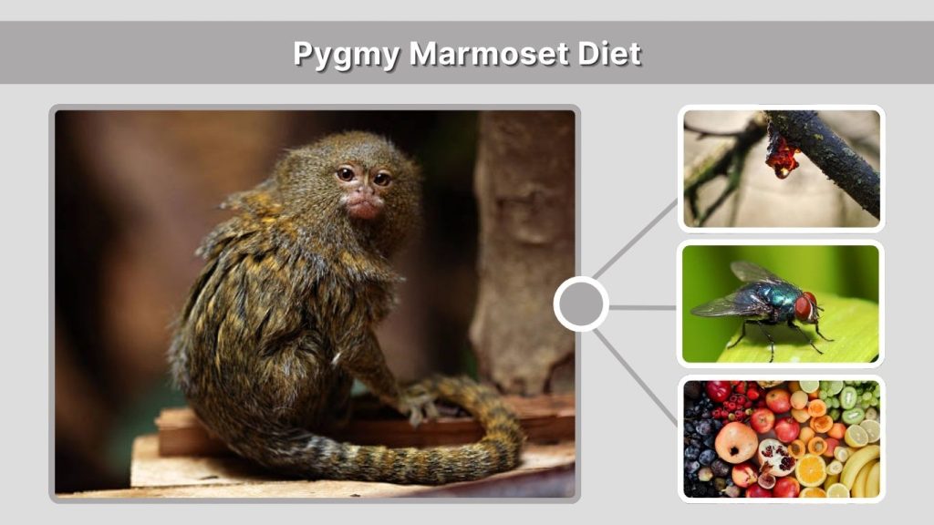 Pygmy Marmoset Diet