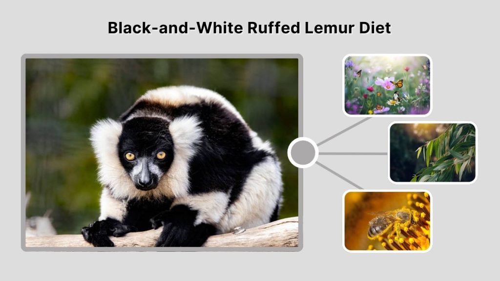Black-and-White Ruffed Lemur Diet
