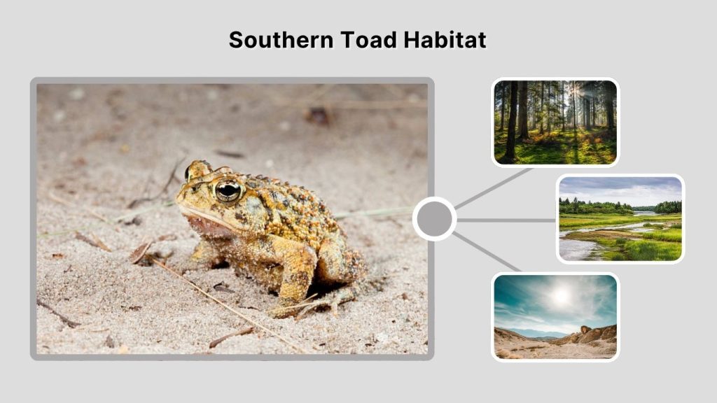 Southern Toad Habitat