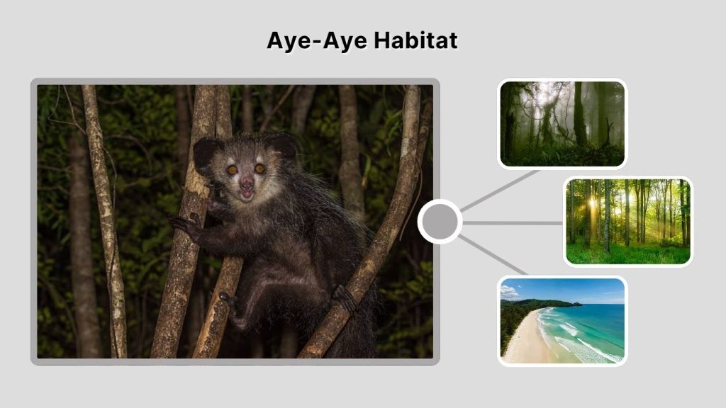 Aye-Aye Habitat
