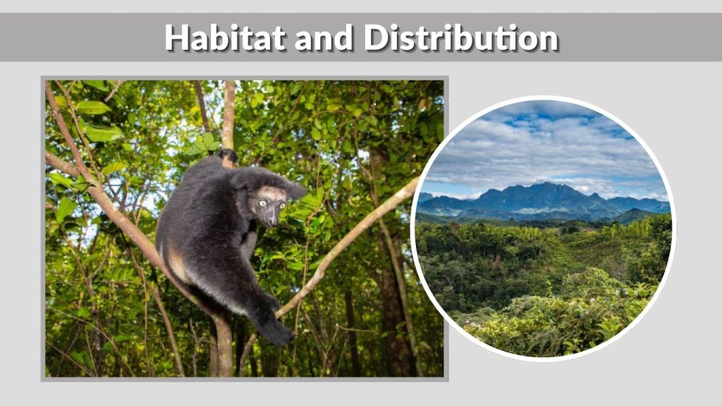 Habitat and Distribution