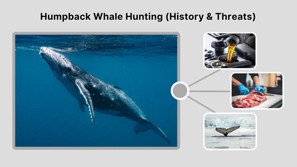 Humpback Whale Hunting (History & Threats)