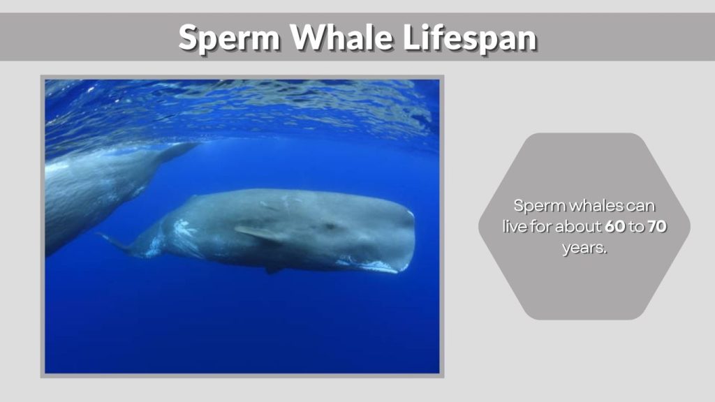 Sperm Whale Lifespan