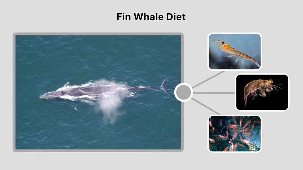 Fin Whale Diet