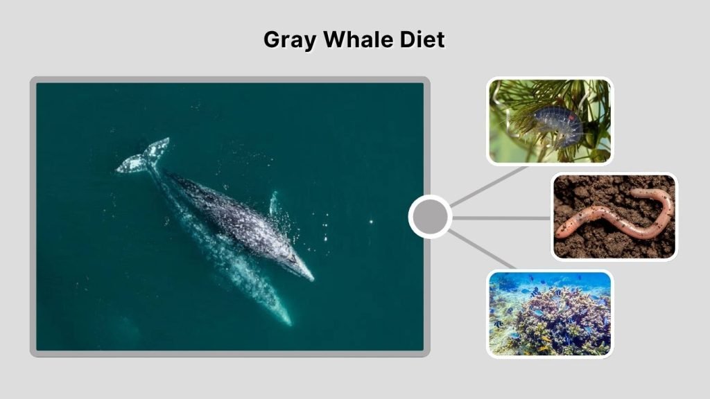 Gray Whale Diet