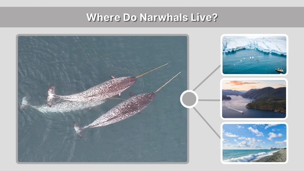 Where Do Narwhals Live?