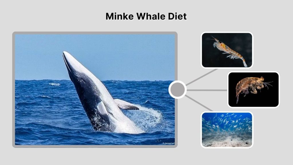 Minke Whale Diet