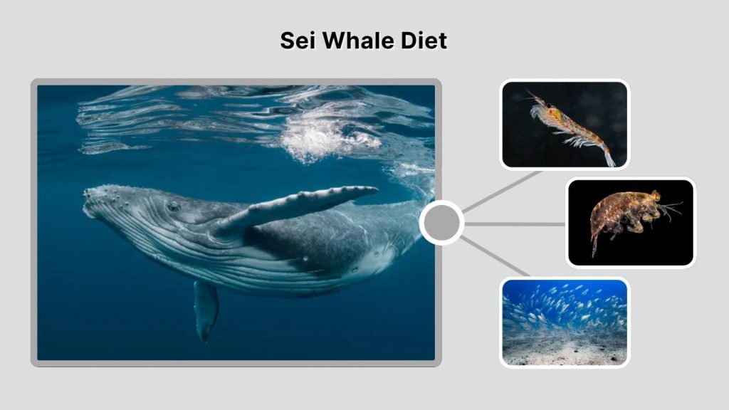 Sei Whale Diet