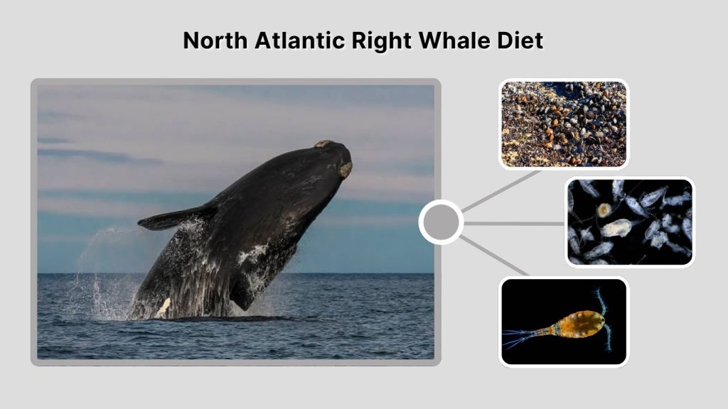 North Atlantic Right Whale Diet