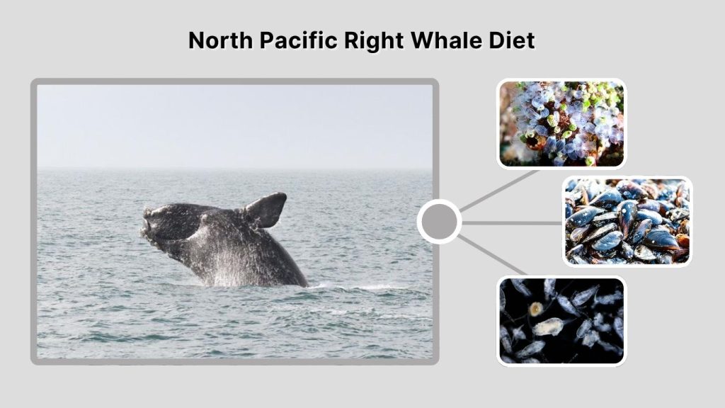 North Pacific Right Whale Diet
