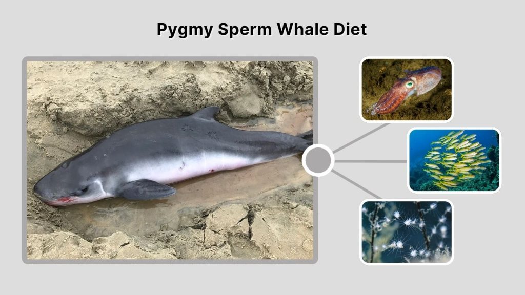 Pygmy Sperm Whale Diet