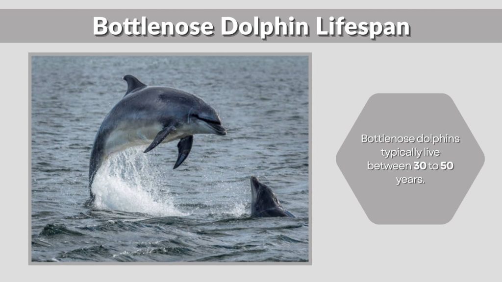 Bottlenose Dolphin Lifespan
