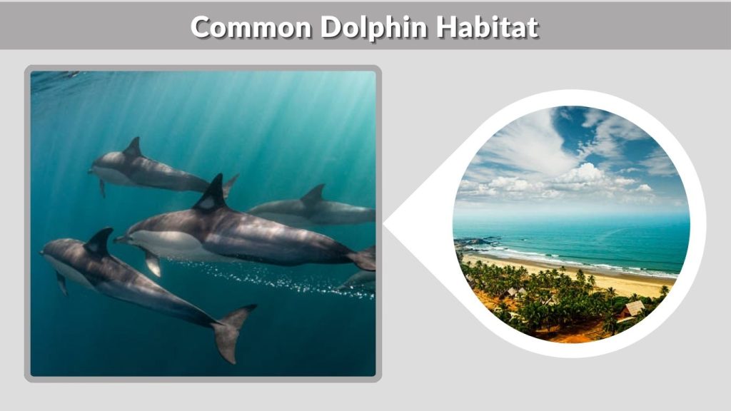 Common Dolphin Habitat