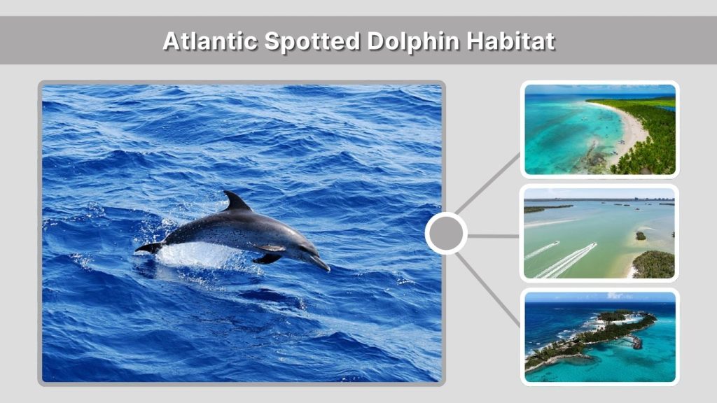 Atlantic Spotted Dolphin Habitat